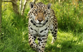 Jaguar walk to you, grass HD wallpaper