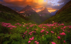 Many pink flowers, mountains, clouds, summer