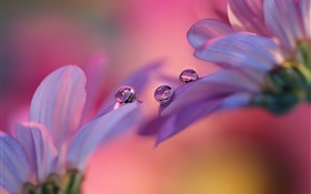 Pink gerbera flowers, petals, water droplets