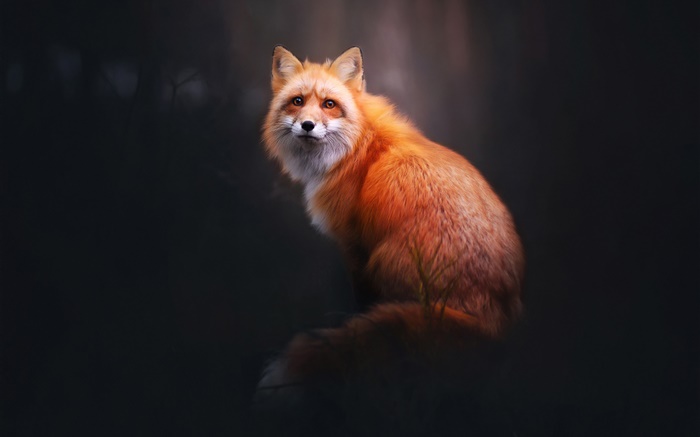 Red fox, look back, forest, black background Wallpapers Pictures Photos Images
