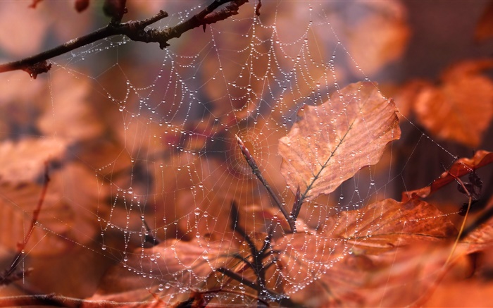 Spider web, water droplets, red leaves Wallpapers Pictures Photos Images