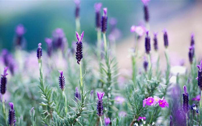 Thailand, lavender, purple flowers Wallpapers Pictures Photos Images