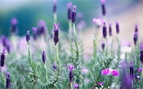 Thailand, lavender, purple flowers HD wallpaper