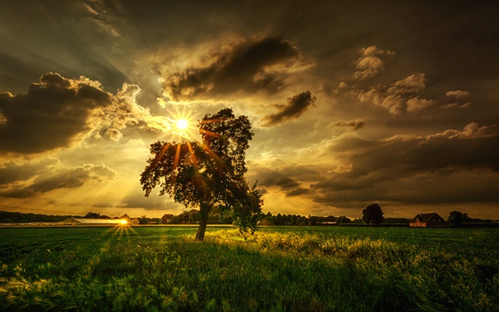 Tree, fields, sun rays, clouds Wallpapers Pictures Photos Images