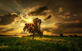 Tree, fields, sun rays, clouds HD wallpaper